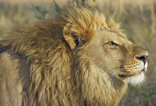 Löwe im Chobe
