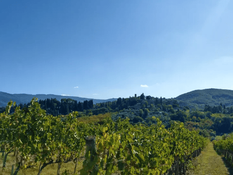 Weinreben- Greve in Chianti
