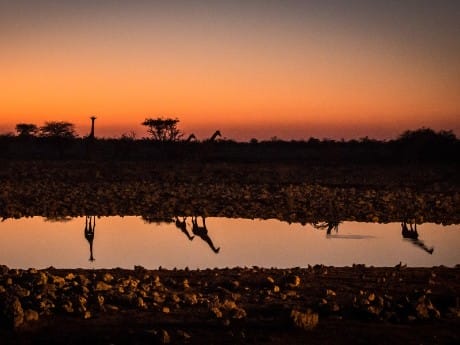 Tiere im Abendrot am Wasserloch, Etosha