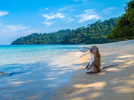 Affe am Strand in der Andamanensee