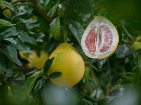 Pomelos in Thuy Bieu, Vietnam