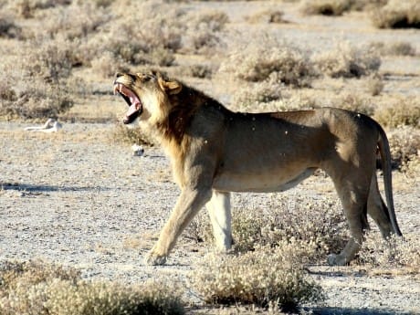 Brüllender Löwe, Etosha