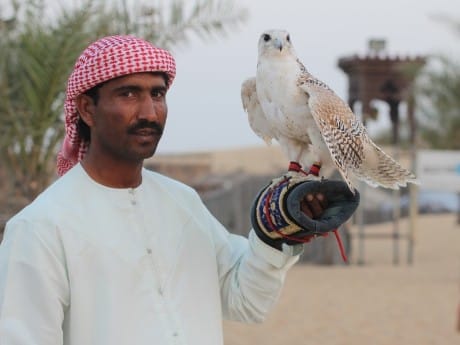 Lebendiges Kulturgut in Dubai: Falken