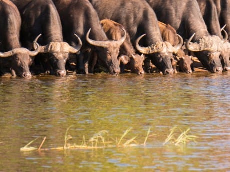 Trinkende Büffel im Chobe