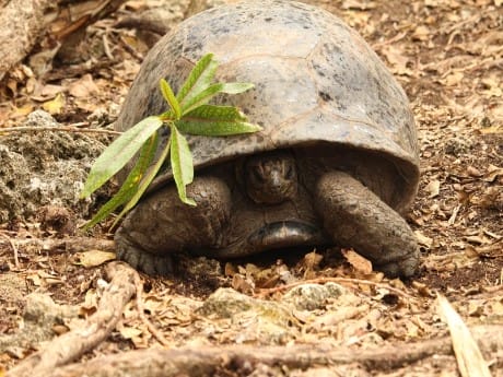 Schildkröten auf Mauritius