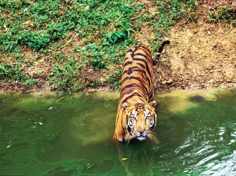 Tiger im Ranthambhore Nationalpark