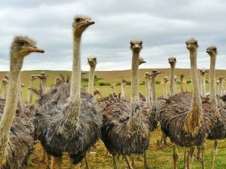 Strauße, Oudtshoorn