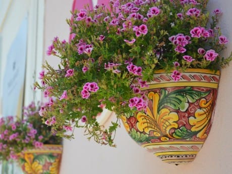 Italien-Sizilien-Blumen