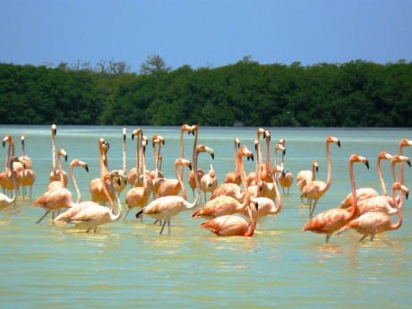 Flamingos, Celestún, Mexiko