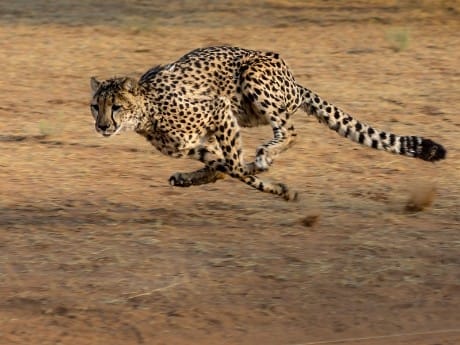 Laufender Gepard, Etosha