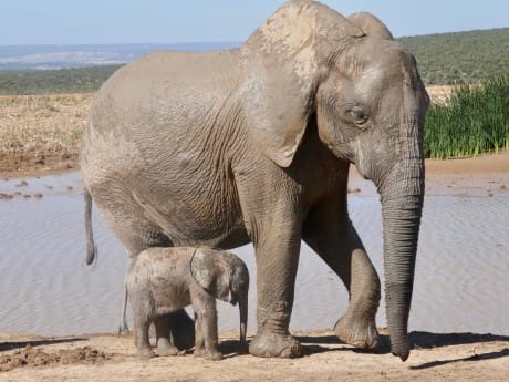 Baby Elefant im Addo