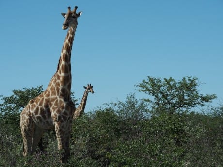 Giraffe im Etosha