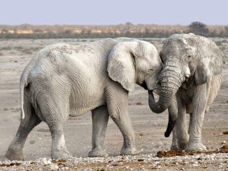 Elefanten, Etosha