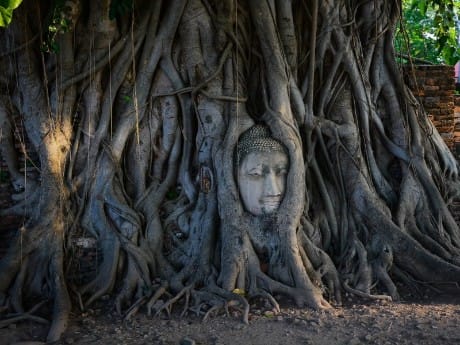 Kopf Buddhas in Ayutthaya