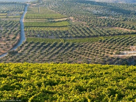 griechenland-kreta-skalani wines