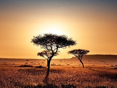 Savanne im Abendrot, Kenia