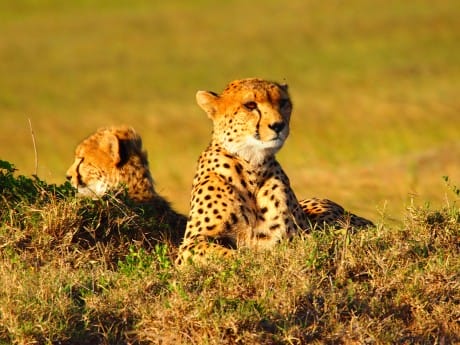 Kenia Safari Geparden