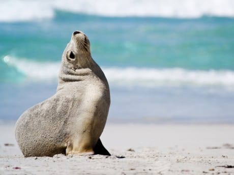 Verlängerung - Kangaroo Island Boutique (PPA)