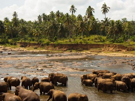 Elefanten beim Baden 