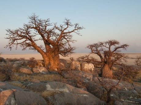 Baobabs in Botswana