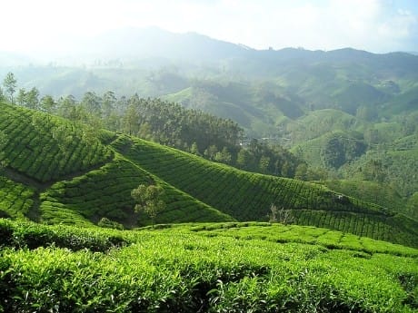 Teeplantage Südindien