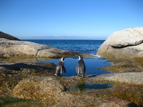 Pinguine auf der Kap-Halbinsel