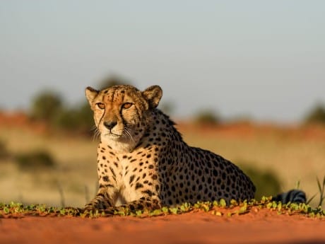 namibia-kalahari-gepard