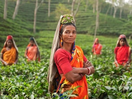 Inderin in Teeplantage