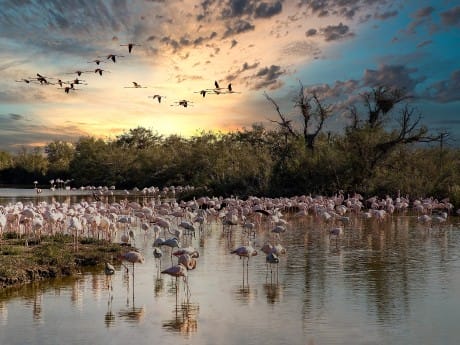 Flamingos in der Camargue