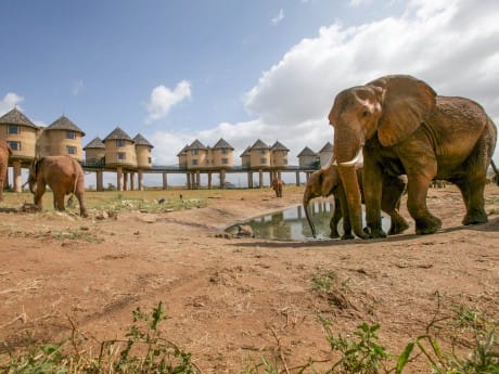 Salt Lick Lodge - Kenia Wildlife