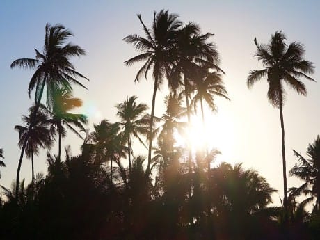 Palmen, Sansibar