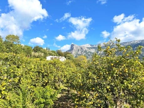 Mallorca, Soller, Zitronenbäume