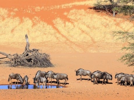 namibia-kalahari-gnus-am-wasserloch