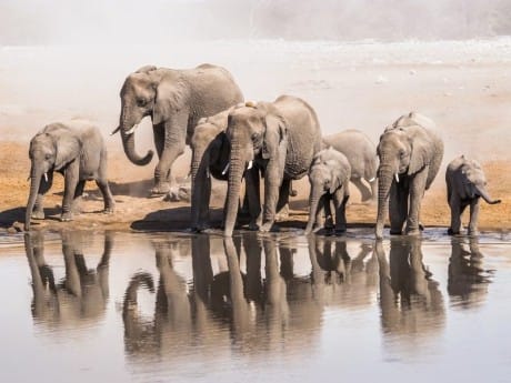 Elefantenherde am Wasser, Etosha