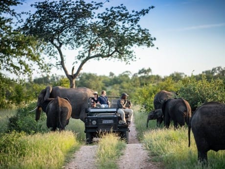 Simbavati River Lodge Safari
