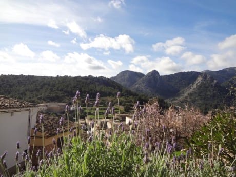 Mallorca Bunyola Blumen