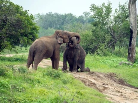 Yala Nationalpark 
