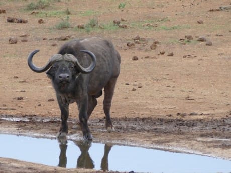Büffel im Addo Park