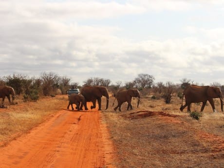 Kenia - Safari Begegnung mit Elefanten