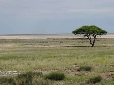 Einsamer Baum im Etosha