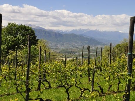 Italien-Piemont-Weingut