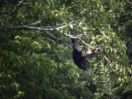 Bewohner von Khao Sok, Thailand