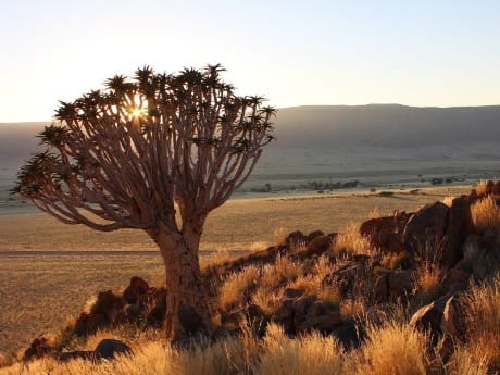 Köcherbaum in der Sonne