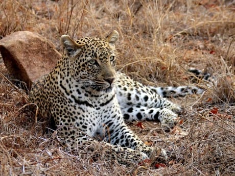 Leopard im Kruger Park