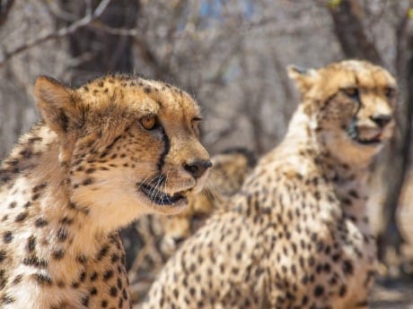 Wilde Geparden, Etosha