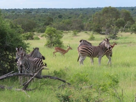 Zebras in Thornybush