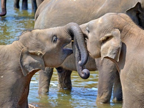 Elefantenkinder am spielen