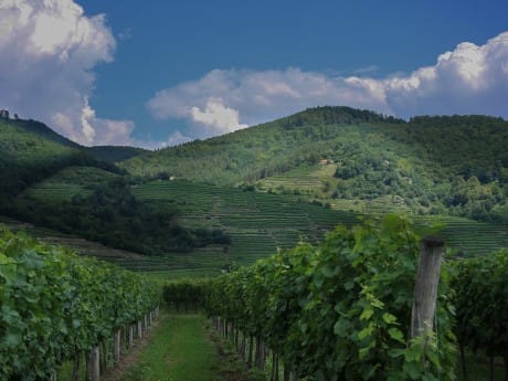 Weinberge bei Wachau, Burgenland