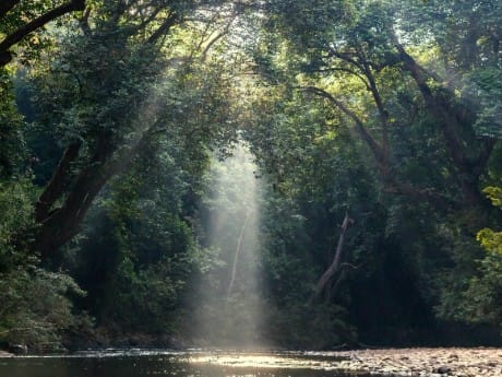 Malaysia - Taman Negara erforschen