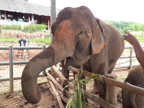 Elefanten Chiang Mai